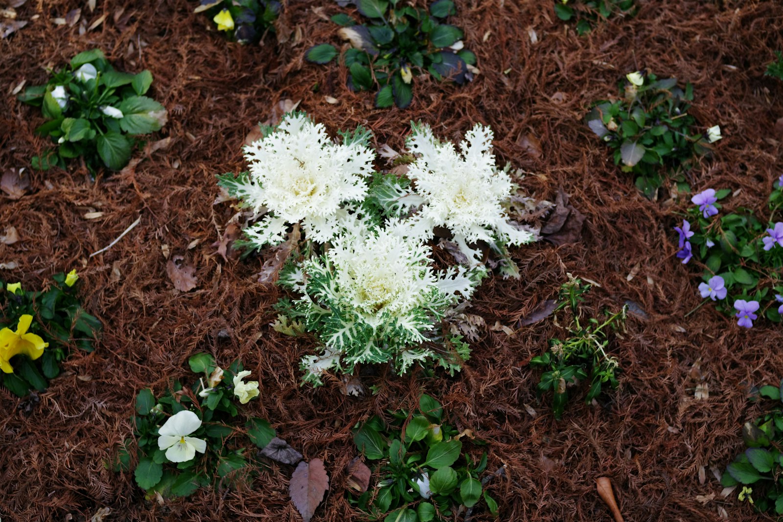Refreshed mulch around blooming bedding plants along a residential walkway.