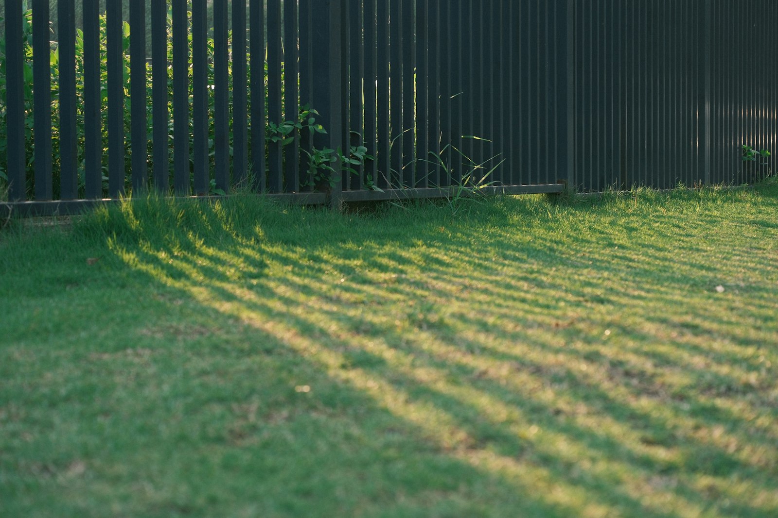 Diagonal mower stripes catching late afternoon light next to a wood fence.